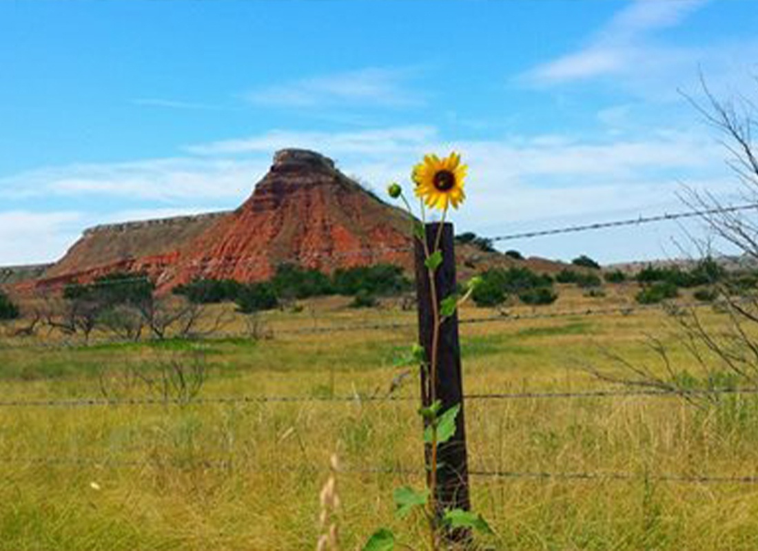 Fairview, OK - A Shot of a Sunflower With Farmfields and the Gloss Mountains in the Background in Oklahoma