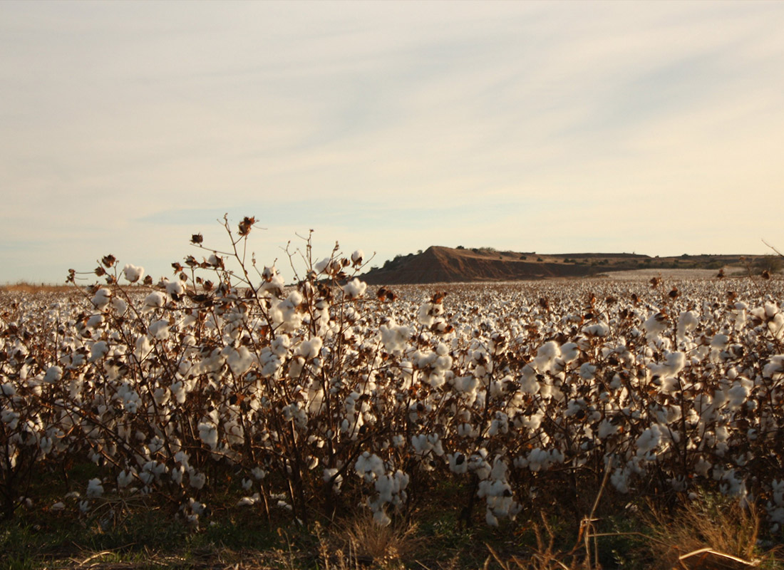 Farm Insurance - A Gloss Mountain Cotton Field